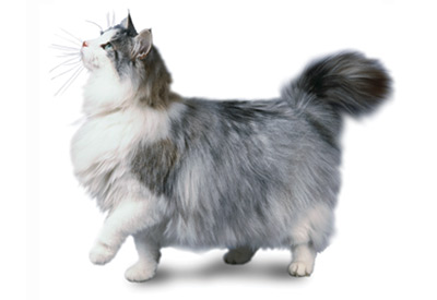 Norwegian Forest Cat breed picture