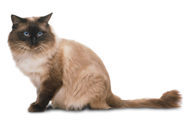 Ragdoll cat breed picture