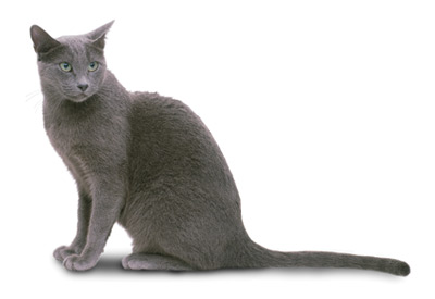 Russian Blue cat breed picture