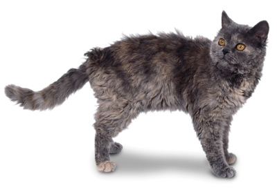 Selkirk Rex cat breed picture