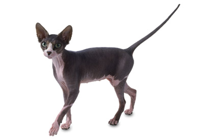 Sphynx cat breed picture