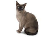 Tonkinese cat breed picture