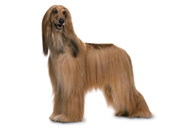 Afghan Hound dog breed picture