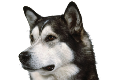 Alaskan Malamute dog breed picture