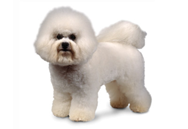 Bichon Frise dog breed picture