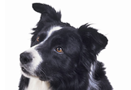 Border Collie dog breed picture