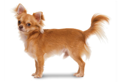 Chihuahua Long dog breed picture