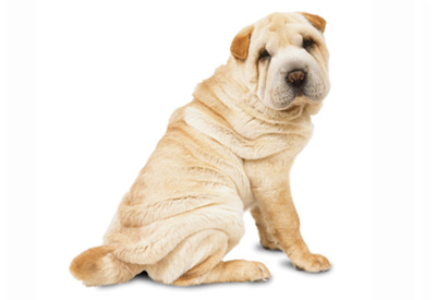 Chinese Shar-Pei dog breed picture