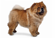 Chow Chow dog breed picture
