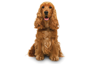 English Cocker Spaniel dog breed picture