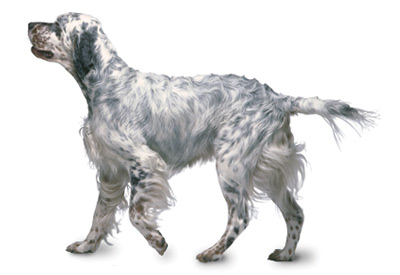 English Setter dog breed picture