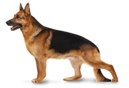 German Shepherd dog breed picture