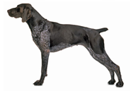 German Shorthaired Pointer dog breed picture