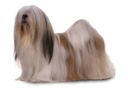 Lhasa Apso dog breed picture
