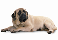 Mastiff dog breed picture