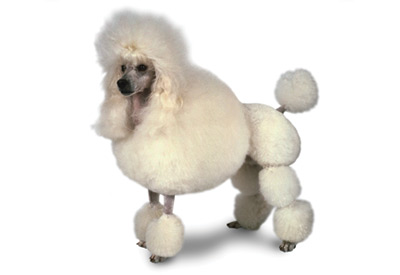 Miniature Poodle dog breed picture