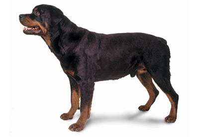 Rottweiler dog breed picture