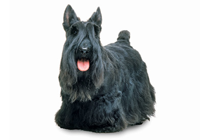 Scottish Terrier dog breed picture