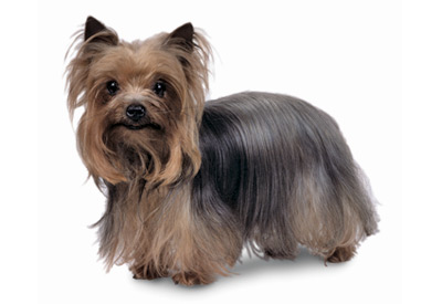 Yorkshire Terrier dog breed picture