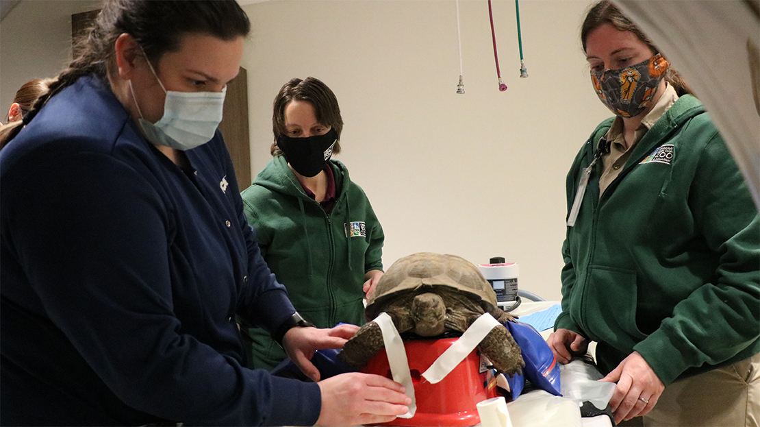 Tortoise undergoing treatment