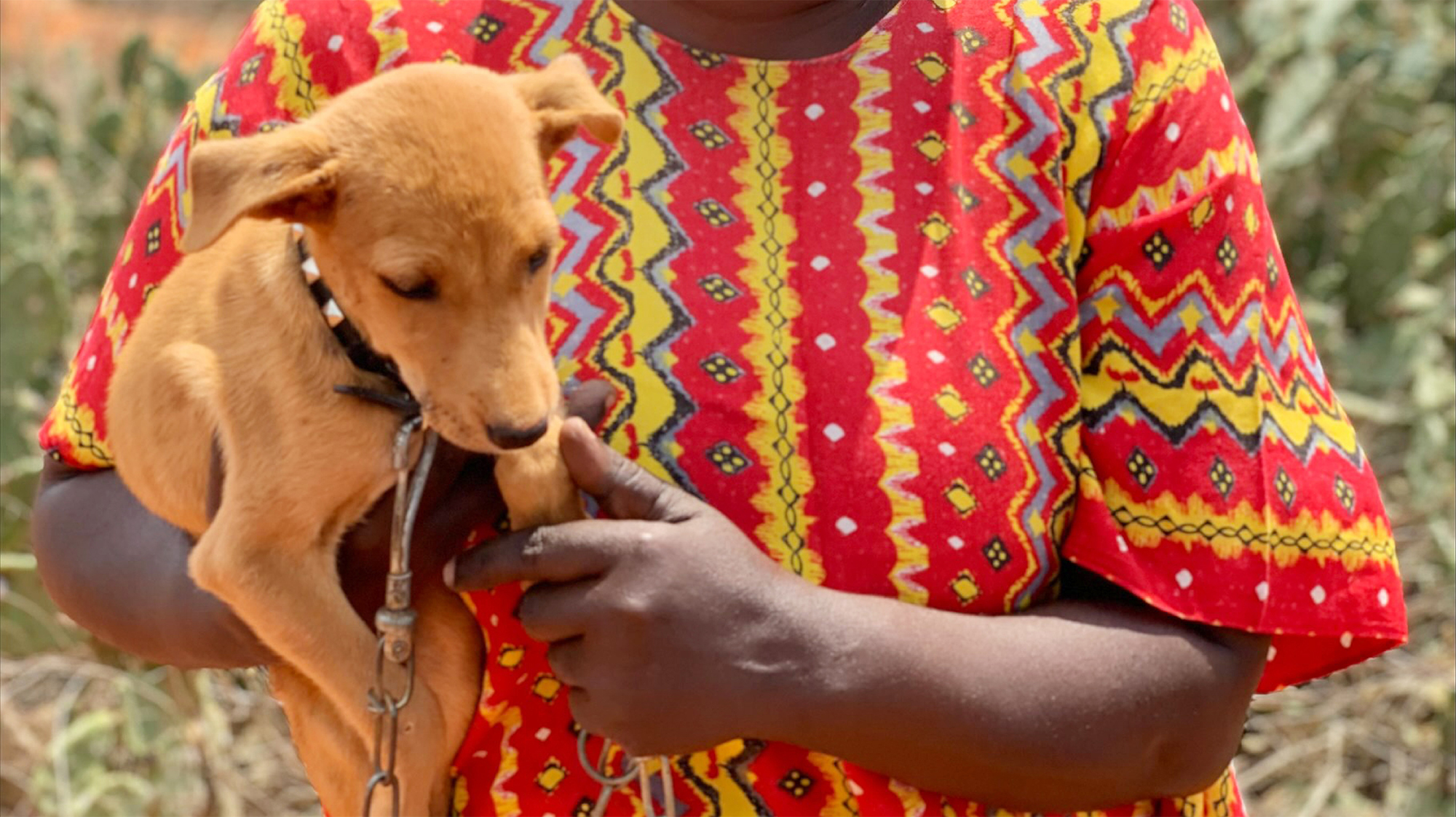 Dog in Africa