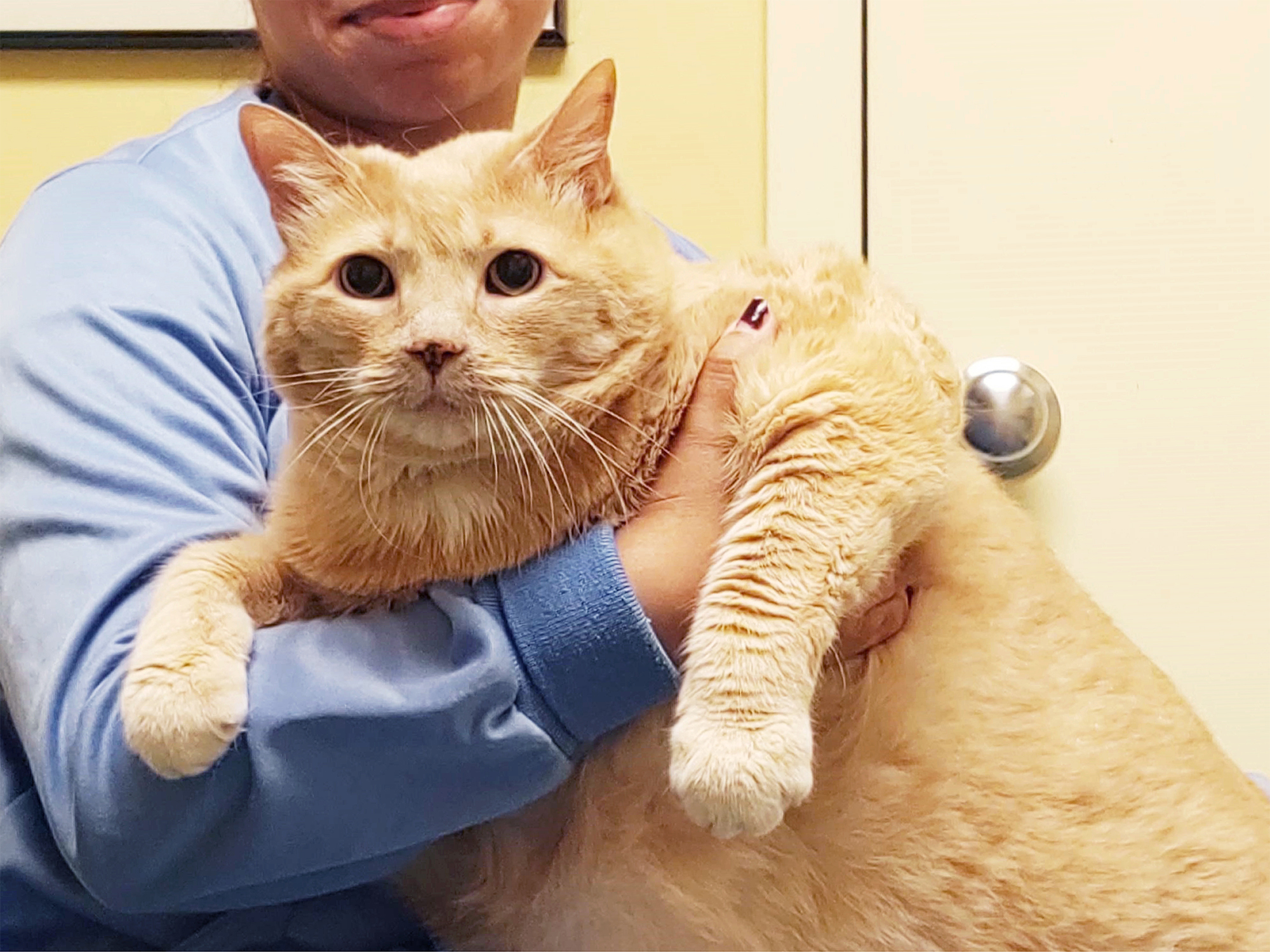 VCA Voice: Metro Cat Hospital extends life of 37 pound cat