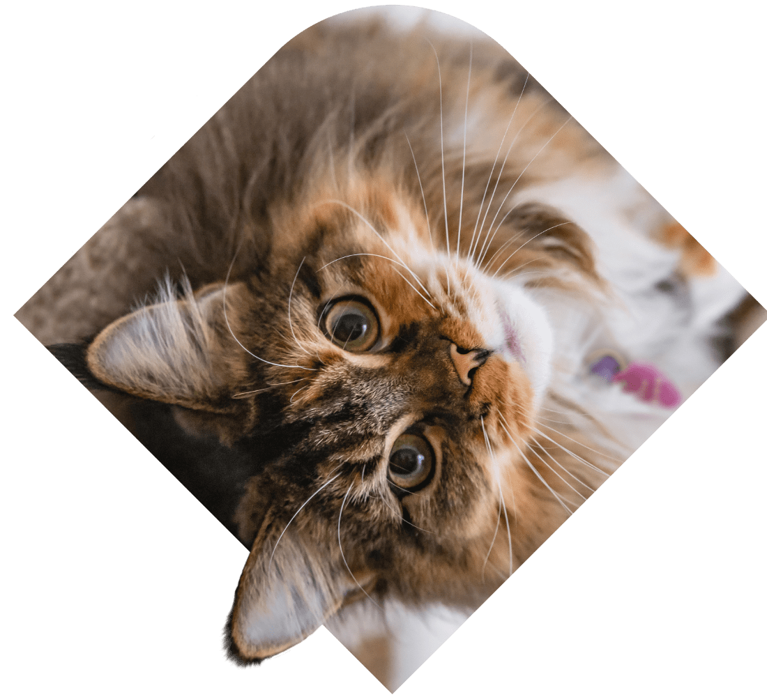 derm-careclub-cat-550x500