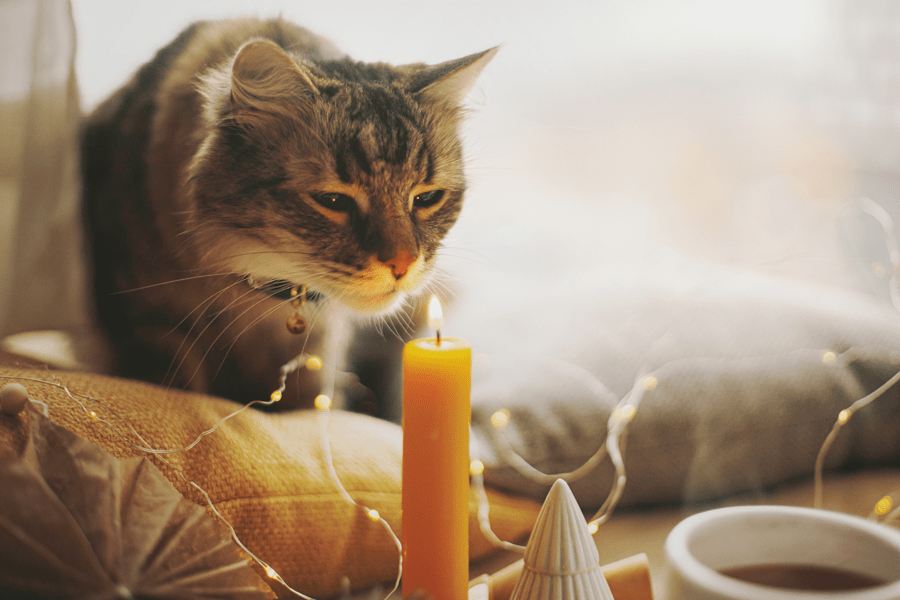 tabby cat sitting next to lit candle