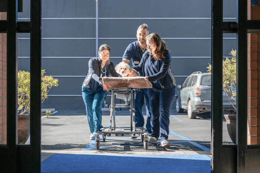 team of VCA Associates taking dog into emergency room