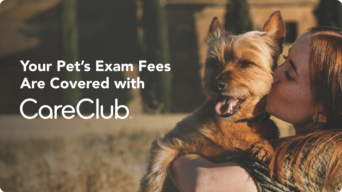 tabby kitten standing on back legs looking at VCA product selections