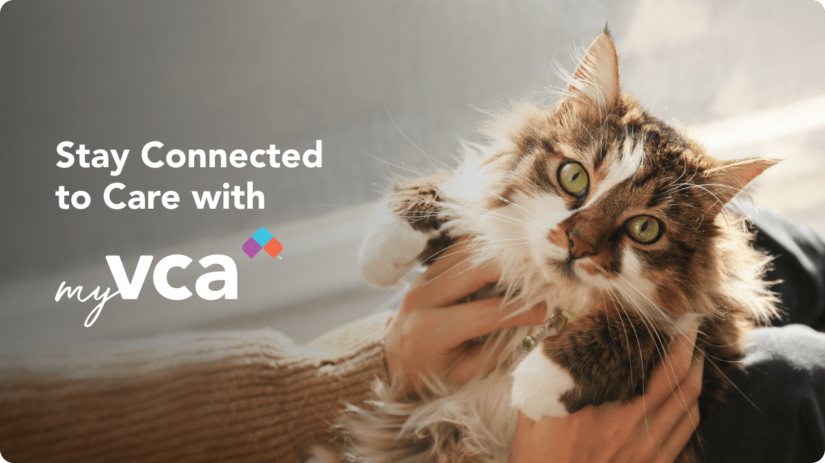 brown and white dog sitting on pet owner's lap, looking at VCA app on