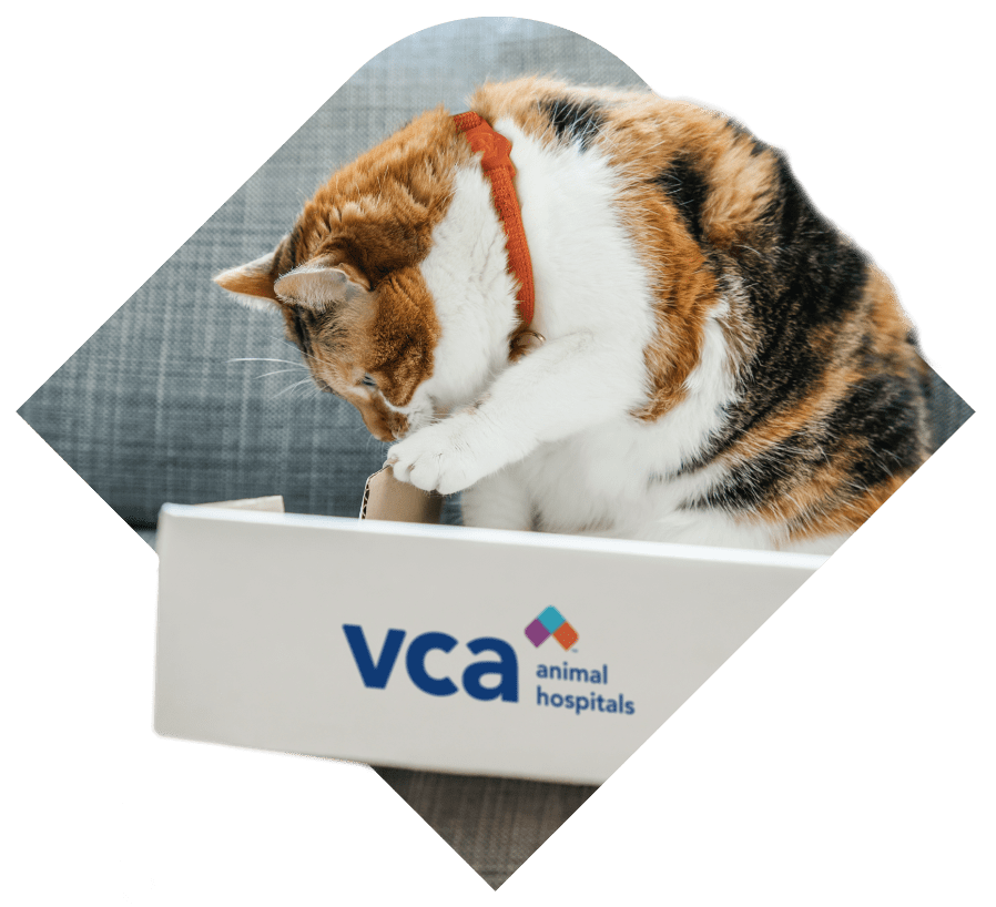 new35-autoship-banner