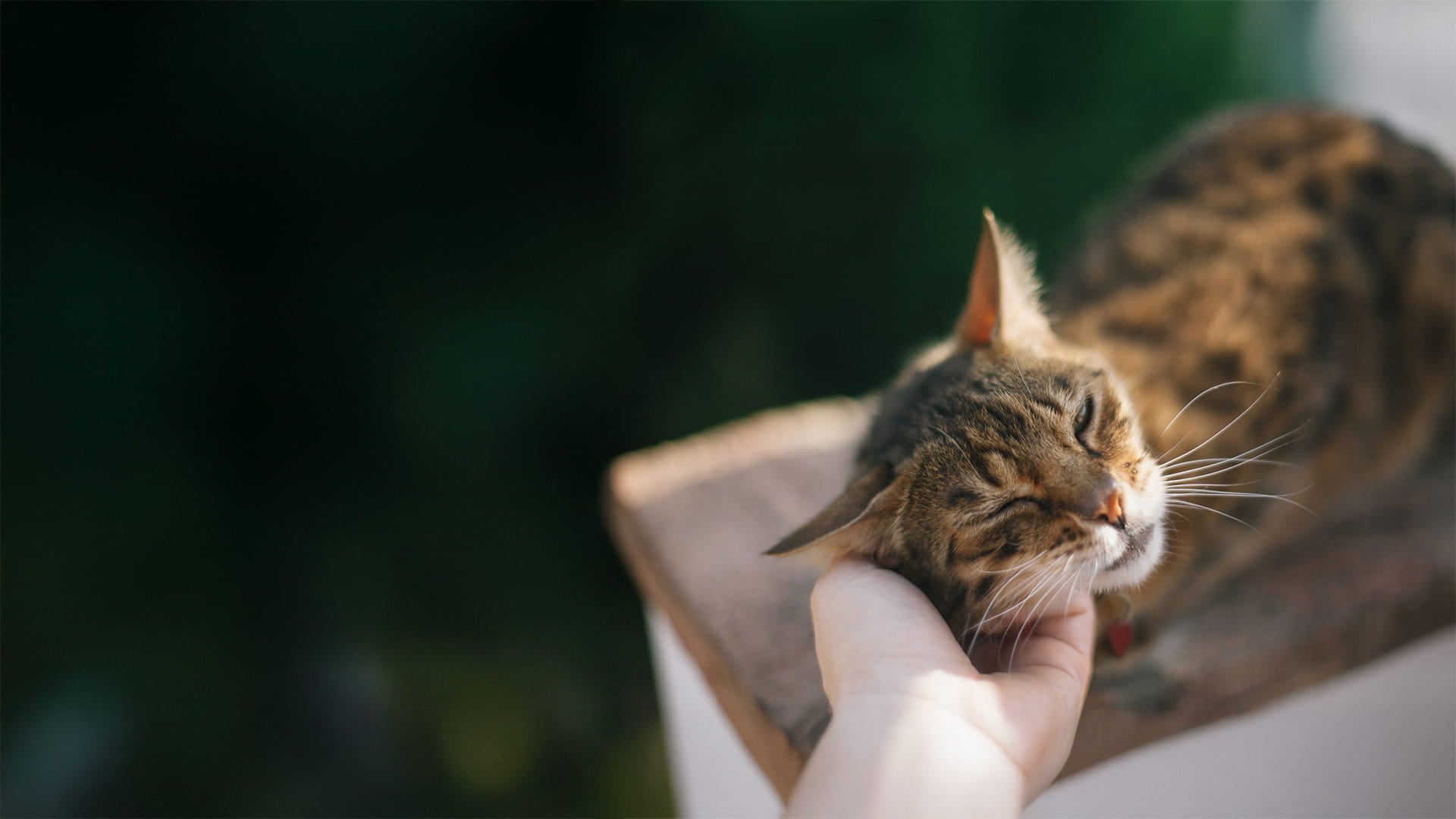 shop-careclub-sm-promo-cat