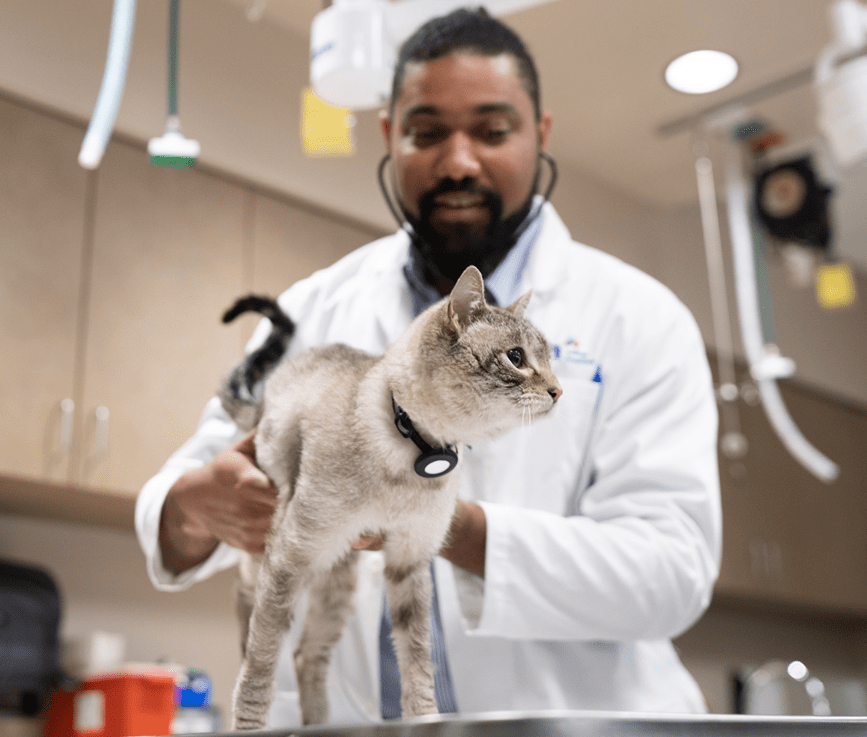 VCA associate examining gray and white cat