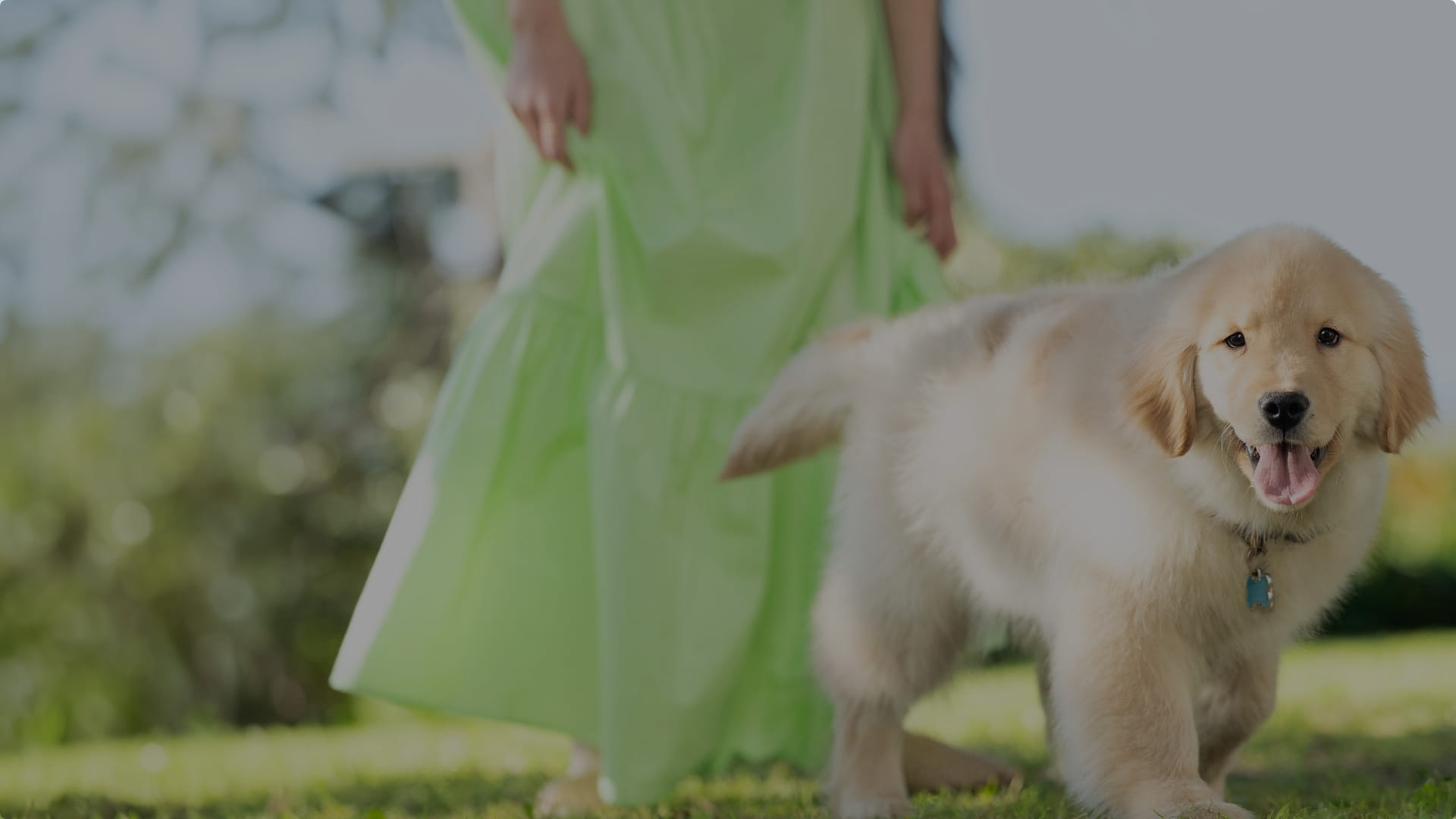 50-50-access-plan-banner-3-puppy
