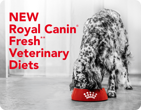 royal-canin-fresh-490x378
