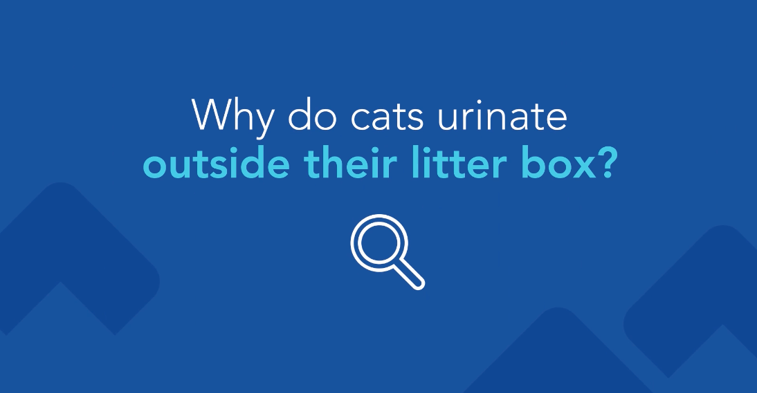 Why do cats pee outside the litter box?