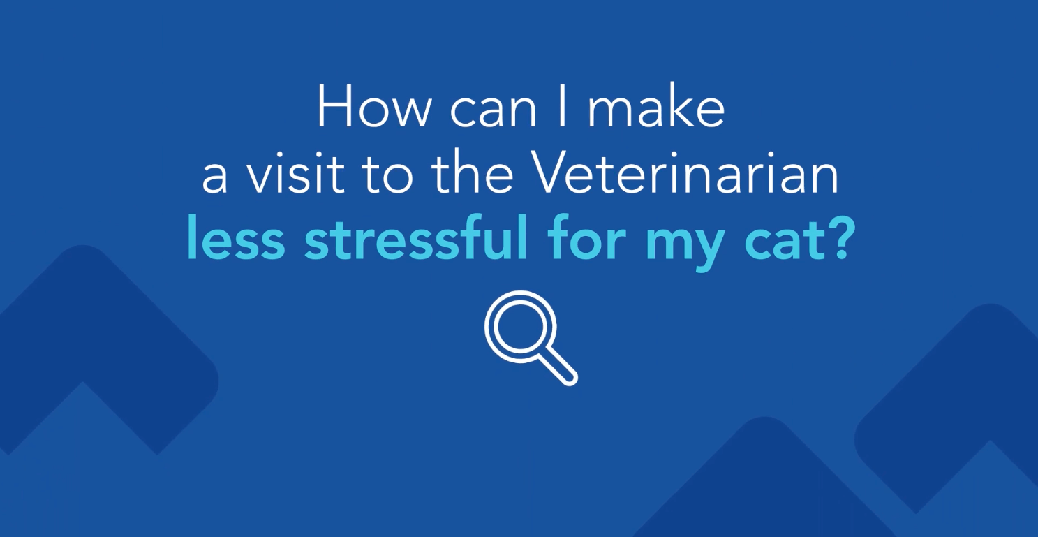 How to make a veterinarian visit less stressful for cats