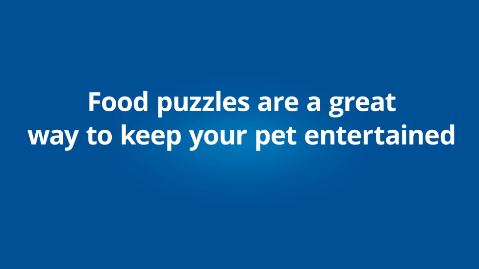 Answering pet exercise questions: What are food puzzles?