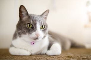 birthday cat