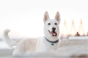 Which birthday is your dog celebrating in human years?