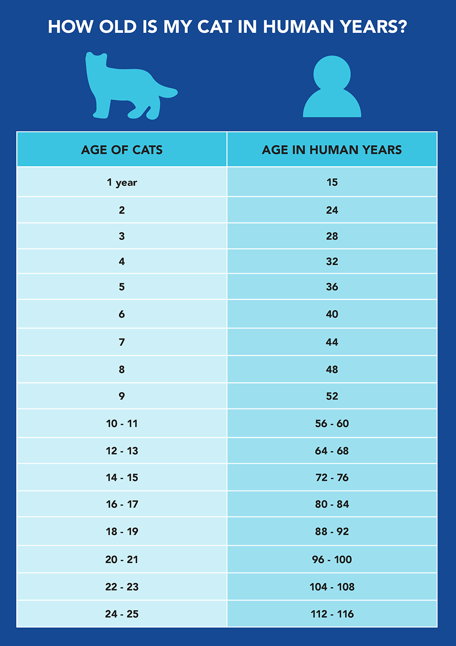 cat birthday chart in human years