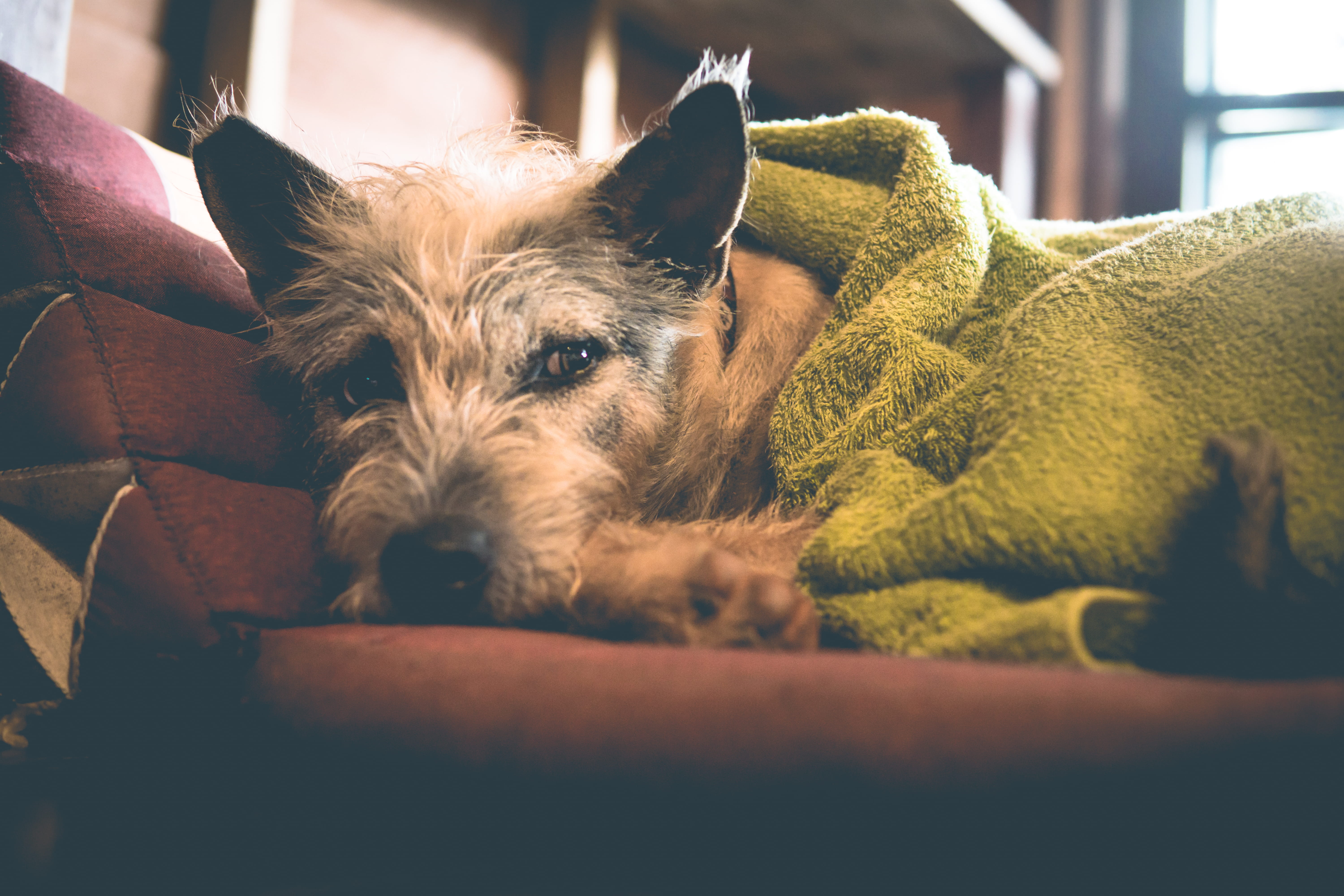 Managing Fear of Storms and Fireworks in Dogs