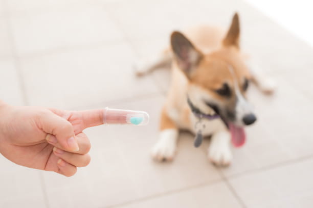 How To Choose A Toothbrush &amp; Toothpaste For Your Dog