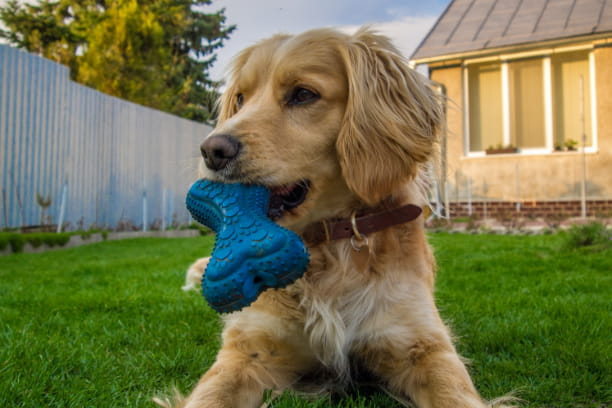 Cat &amp; Dog Dental Treats: Uses &amp; Efficacy