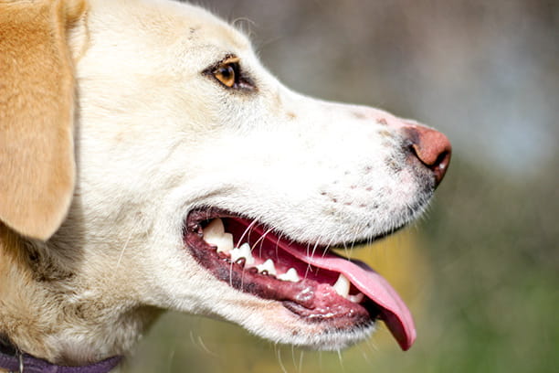 Keeping teeth healthy protects your pet’s overall well-being