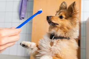 pet teeth brushing prep