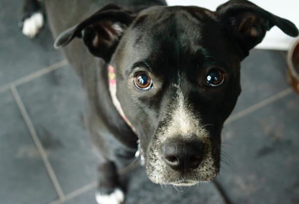 Troublesome signs every owner of a diabetic pet should know