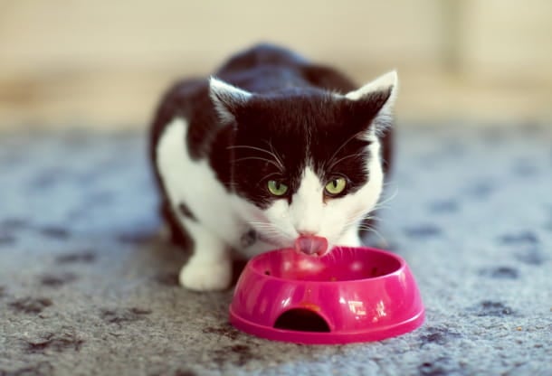 Nutrition and exercise tips for diabetic pets