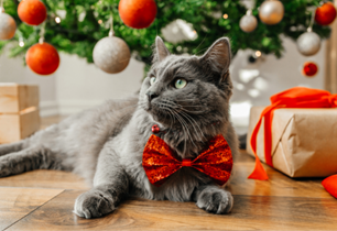 tips for safe pet holiday